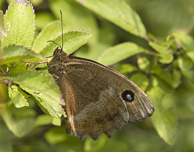 Neohipparchia statilinus